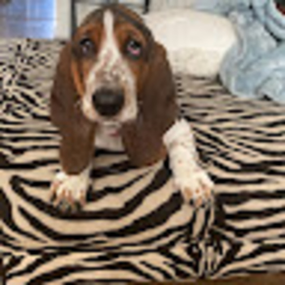 Meet your Posher, Whitney - Picture 1 of 1